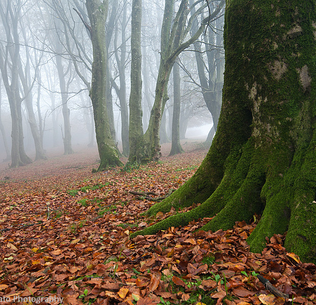 Autumn
