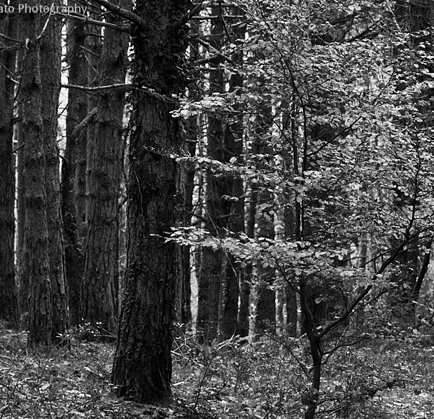 Ansel Adams Inspirations