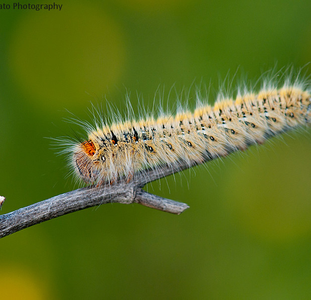 Lasiocampa Trifolii