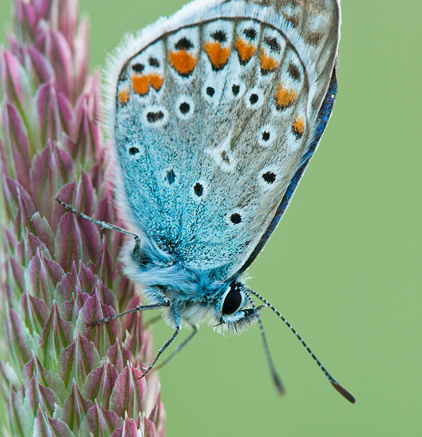 Polyommatus Icarus
