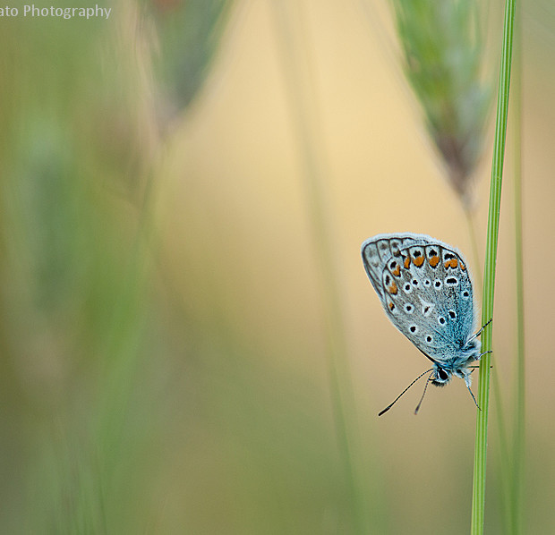 Polyommatus Icarus In Ears
