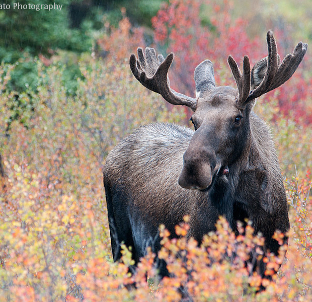 Moose