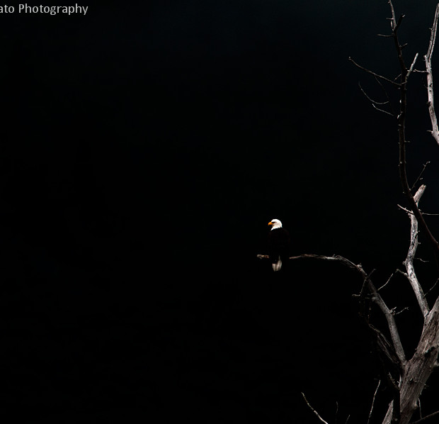 Bald Eagle In Black