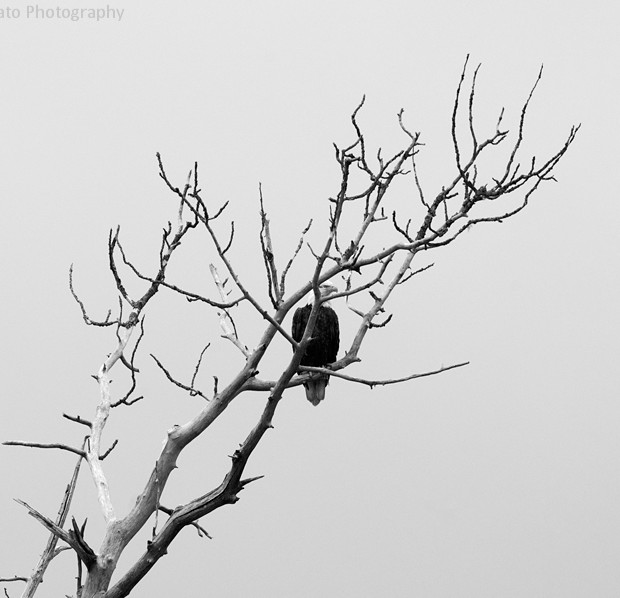 Bald Eagle – BW