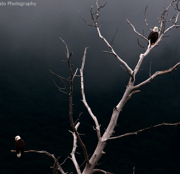 Bald Eagles