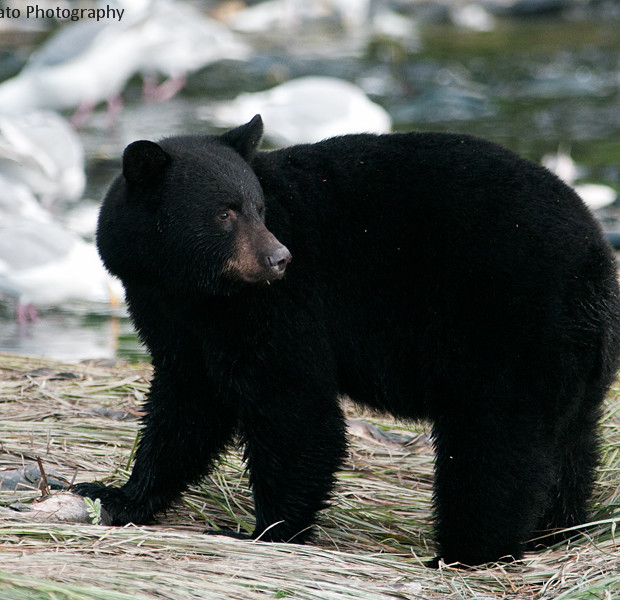 Black Bear (Baribal)
