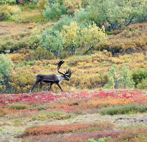 Caribou