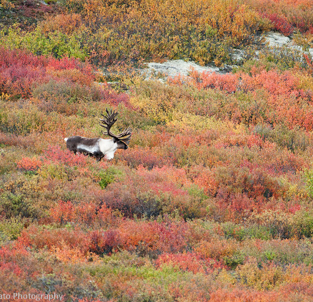 Caribou In Red