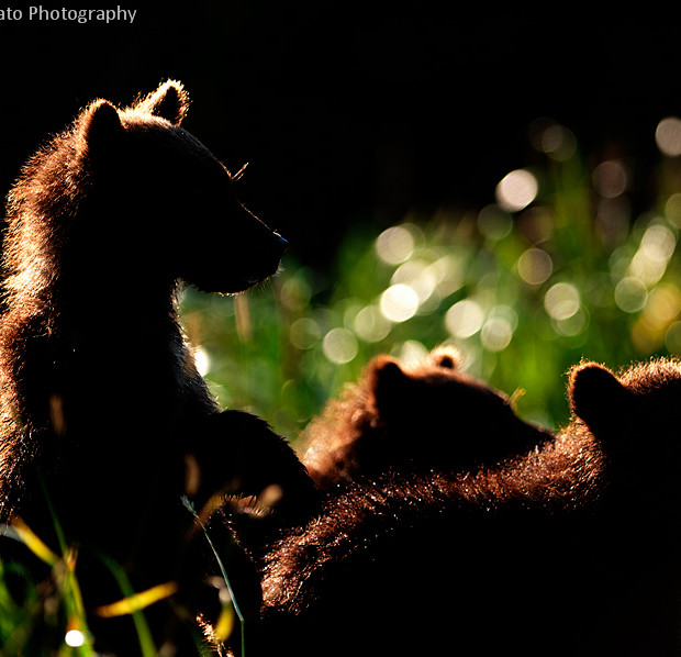 Cubs Controluce