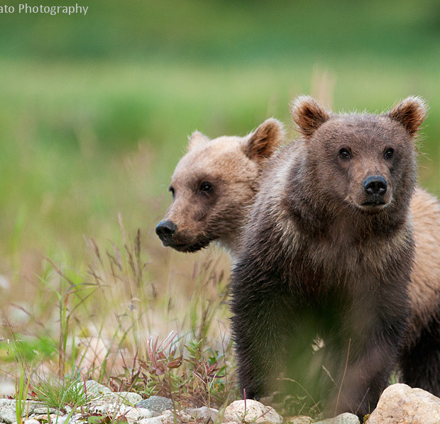 Cubs