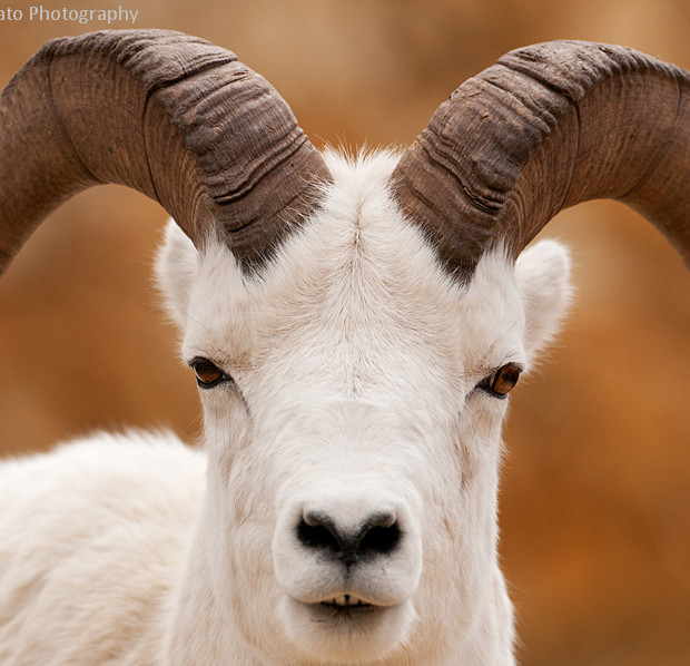 Dall Sheep Portrait