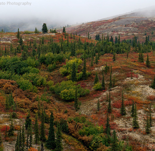 Denali Colours