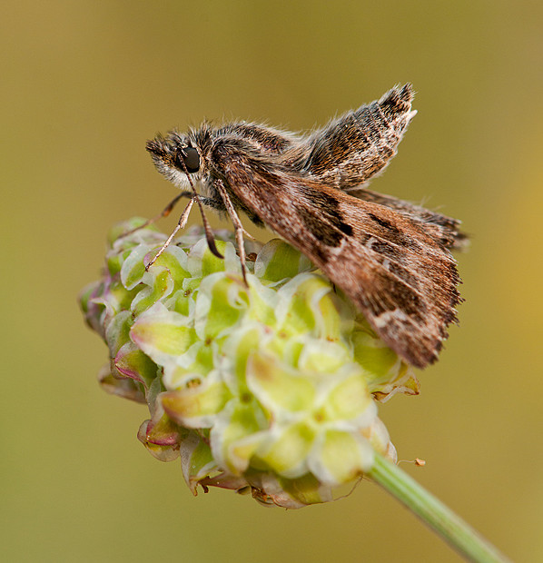 Carcharodus Baeticus