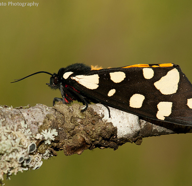 Arctia Villica