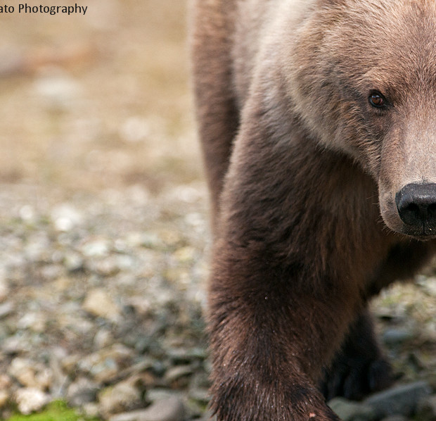 Golden Grizzly