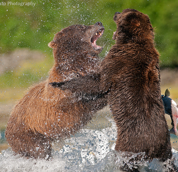 Grizzlies Fighting