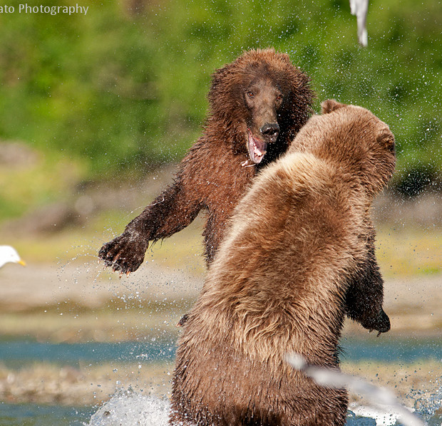 Grizzlies Fighting 3