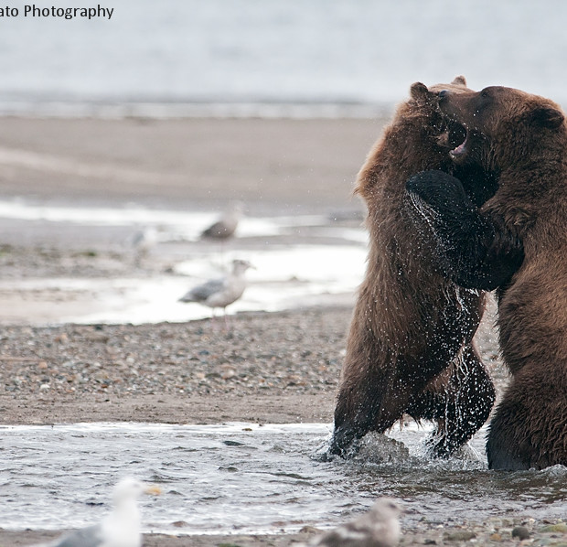 Grizzlies Fighting 2