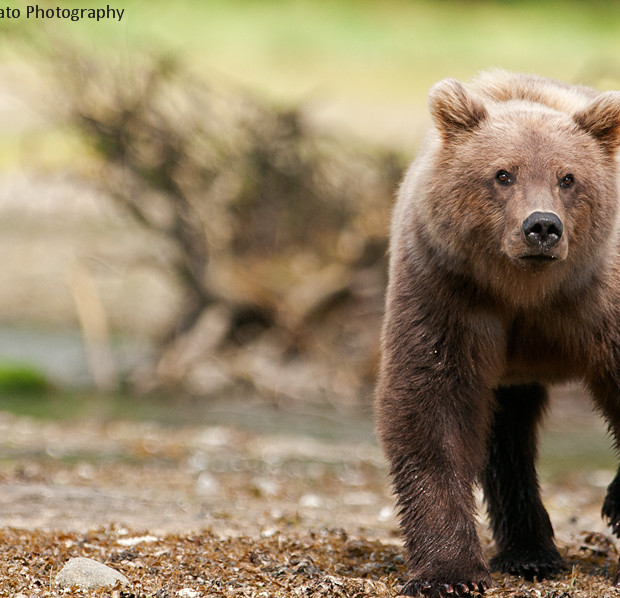 Grizzly Bear