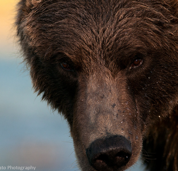 Grizzly Close Up