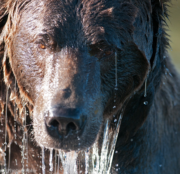 Grizzly Close Up