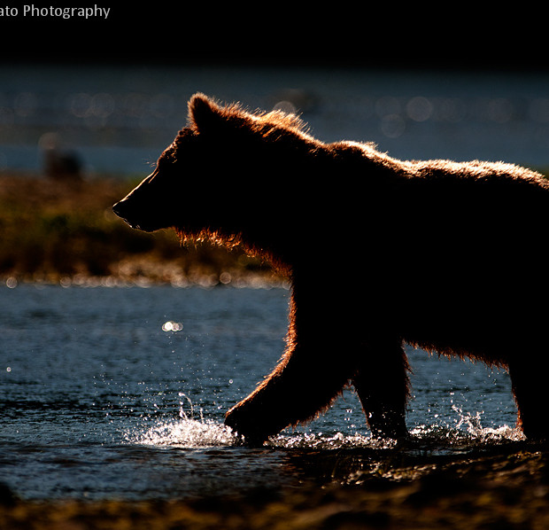 Grizzly Controluce