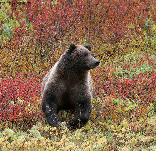 Grizzly In Red