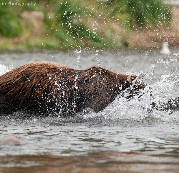 Grizzly Fishing