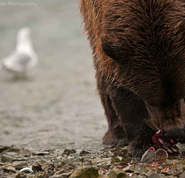 Grizzly Lunch