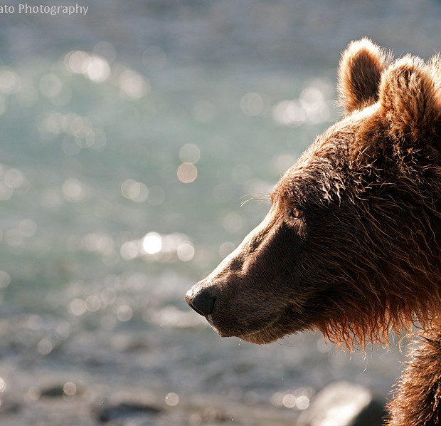 Grizzly Profile