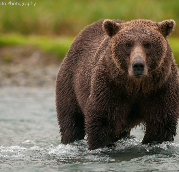 Grizzly – Big Male