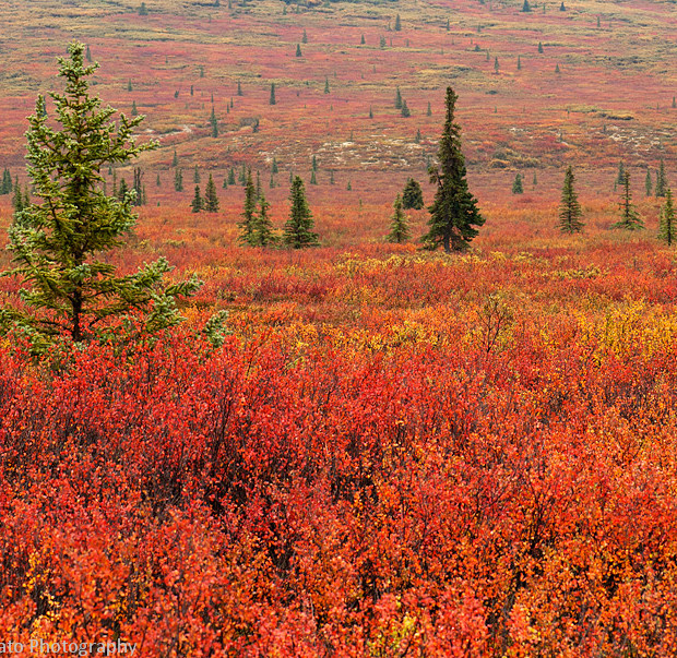 I Colori Del Denali 2