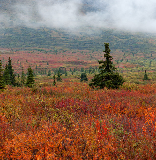 I Colori Del Denali