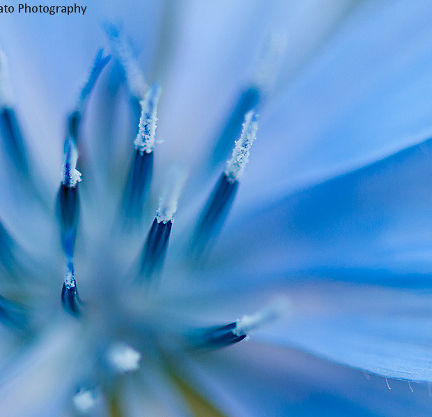 In Blue