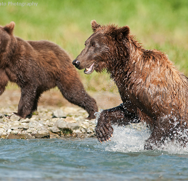 Mum And Cub