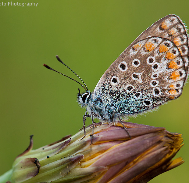 Polyammatus Thersites