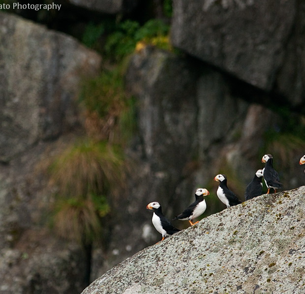 Puffins