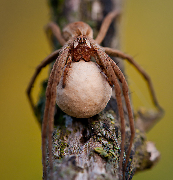 Pisaura Mirabilis