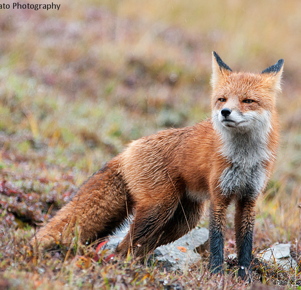 Red Fox