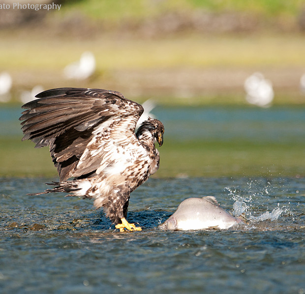 Salmon And Eagle