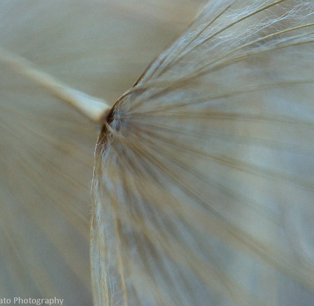 Taraxacum Officinale (Soft)