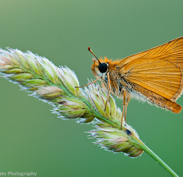 Thymelicus Acteon
