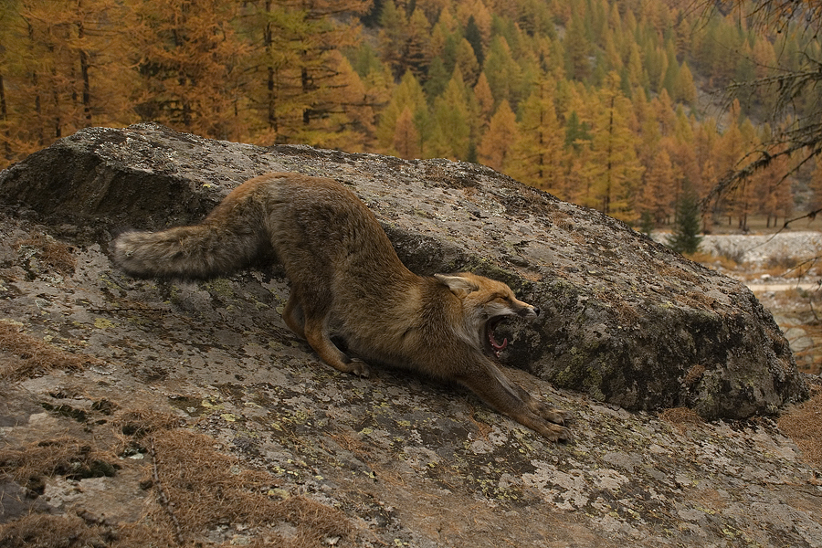 Vulpes Vulpes Conquista Anche La Germania