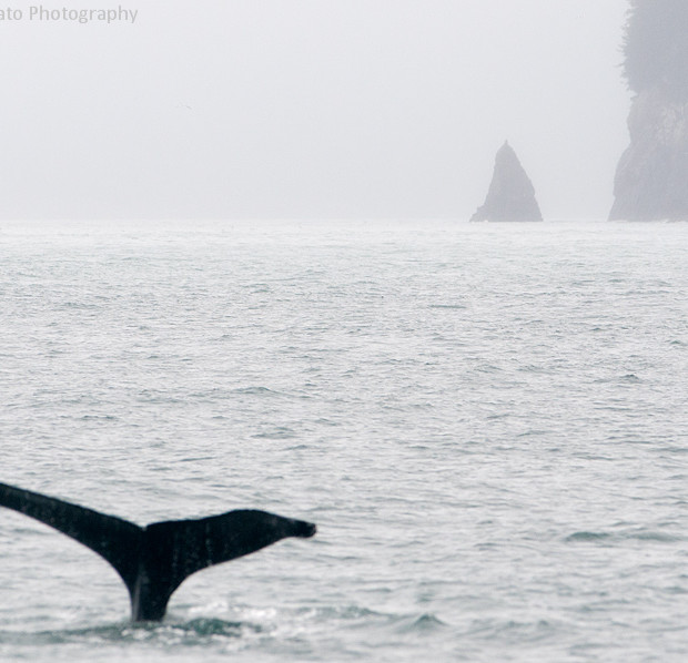 Whale And Fog