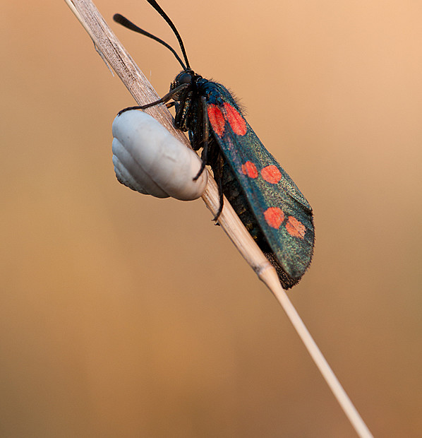 Zygaena