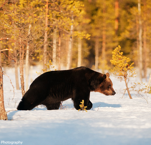 Brown Bear