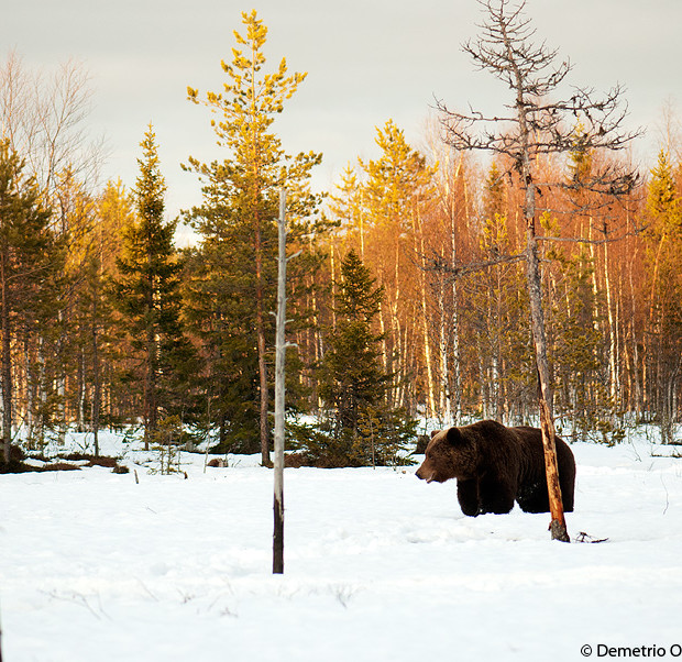 Brown Bear