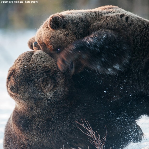 Brown Bears’ Fighting