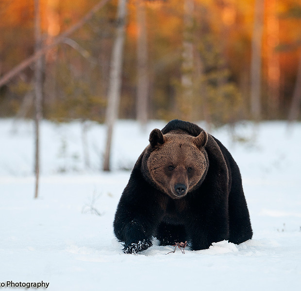 Brown Bear In The Swamp