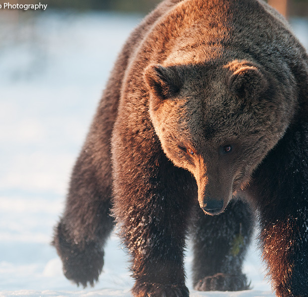 Brown Bear